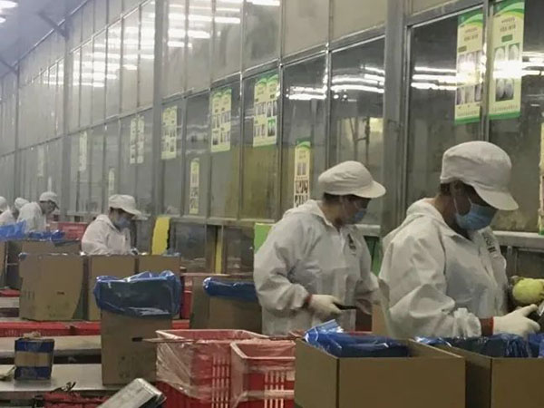【城事】冬奧餐桌上有咱平度菜！平度企業(yè)供應(yīng)40多噸圓蔥